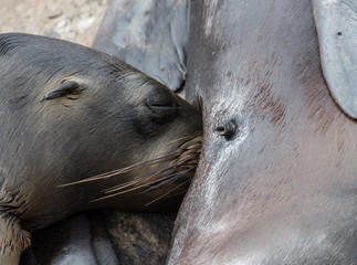 Galapagos Sea Lion Seal Cub 