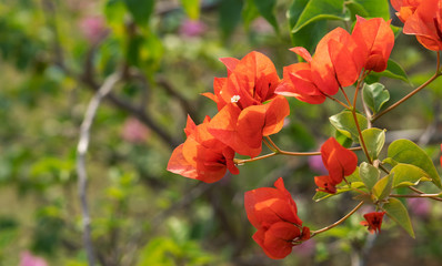 Obraz na płótnie Canvas Close up Group of Red Orange Bougainvillea Flowers Isolated on Nature Background, Selective Focus
