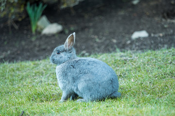 close up portrait of tiny cute grey bunny sitting  on green grass field in the shade