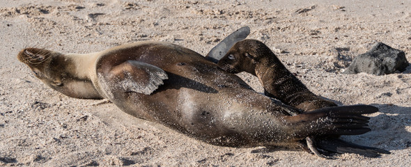 Galapagos Sea Lion Seal Cub 