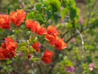Close up Group of Red Orange Bougainvillea Flowers Isolated on Nature Background, Selective Focus