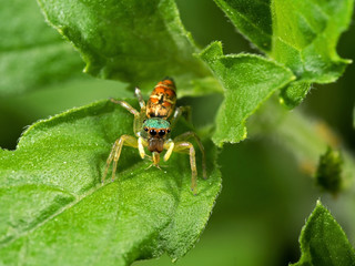 Macro Photo of Colorful Jumping Spider with Prey on Green Leaf