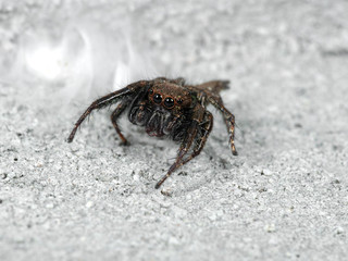 Macro Photo of Jumping Spider on White Floor