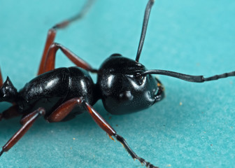 Macro Photo of Head of Black Ant on The Floor