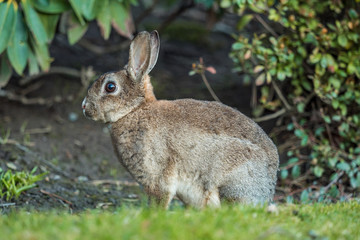 Naklejka na ściany i meble side portrait of beautiful brown rabbit sitting on the green grass besides bushes