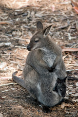 A red necked wallaby with joey