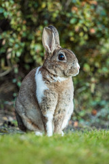 close up portrait of beautiful brown rabbit with white shoulder hair sitting on the green grass besides bushes looking on left