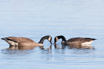Canada Geese Face to Face