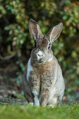 close up portrait of beautiful brown rabbit with white shoulder hair sitting on the green grass besides bushes looking your way