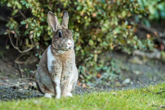 portrait of beautiful brown rabbit with white shoulder hair sitting on the green grass besides bushes facing your way