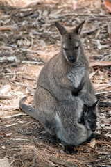 A red necked wallaby with joey