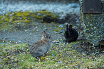 two tiny cute black and grey bunnies sitting besides broken concrete block in the shade