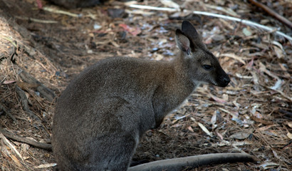 Naklejka na ściany i meble A red necked wallaby viewed from the side