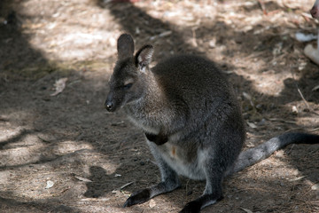 A red necked wallaby with joey in the pouch