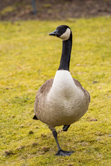 One Canada goose waking on green grass field in the park