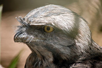 A close up of a twany frogmouth