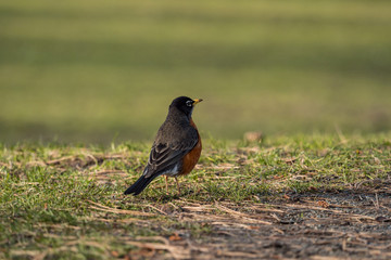 one american robin standing on grass field with green background 