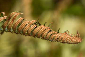 single branch of fern plant with curved leaves lining up with one side of green and one side of brown dots and blurry green background