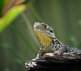 A close up of a  water dragon lizard