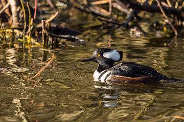 one male Hooded Merganser duck swimming in the pond under the sun with reflection on water surface