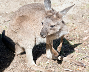Naklejka na ściany i meble joey western grey kangaroo
