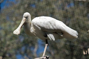the yellow spoonbill is a tall bird