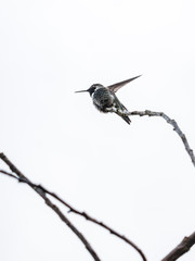 one ana's hummingbird flipping its wings on the tip of a twig under bright sky.