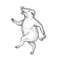 Drawing sketch style illustration of a happy and jolly pig, hog or boar dancing, walking or taking a stride viewed from side on isolated white background in black and white.