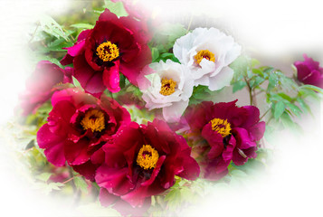 아름다운 모란꽃