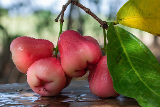 Red rose apple that is cleaned with water and has water droplets, place on the wood table