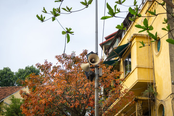Yellow red leaves on branches in Hanoi street. The "leaf change" season