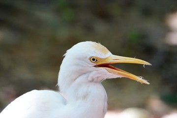 Smiling egret horizontal wildlife nature portrait