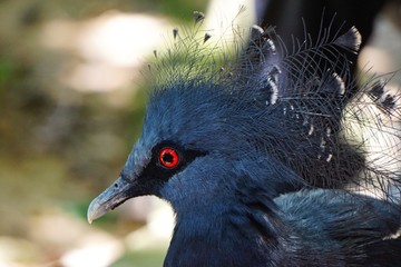 Tropical crested blue bird with red eye nature closeup portrait