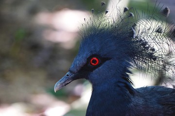 Side view portrait of exotic blue tropical bird with red eye and feather crest