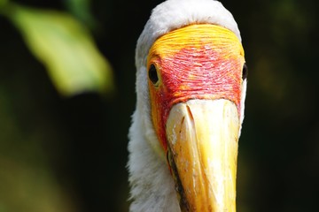 Closeup portrait of yellow billed stork