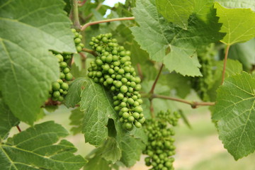 Green grapes on the vine