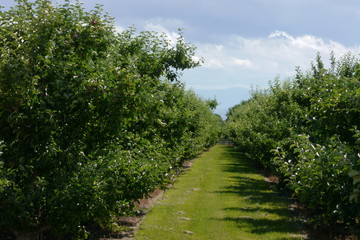 Rows of apple trees in an orchard