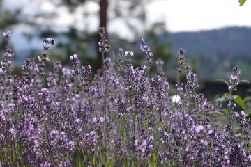 Field of lavender flowers
