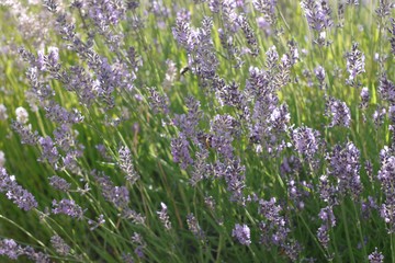 Field of lavender flowers