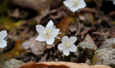 봄에 피는 하얀 바람꽃