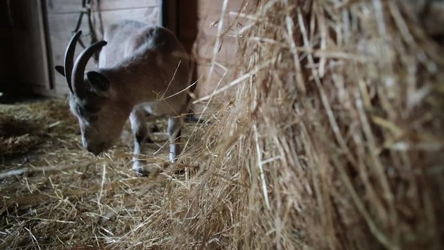 Happy horned goat enjoys eating from large pile of straw / hay in barn