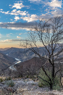 dead tree in the mountains © David