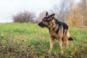 Dog German Shepherd outdoors in an autumn