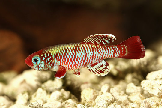 Red eggersi Killifish Killi aquarium fish Nothobranchius eggersi
