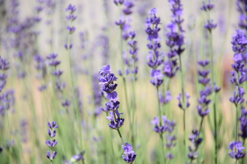 Obraz premium Lavender field