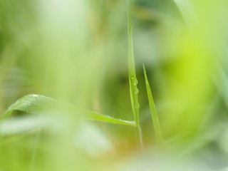 Dew Drops of water on the grass