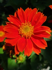 Gerbera red flower African Daisy