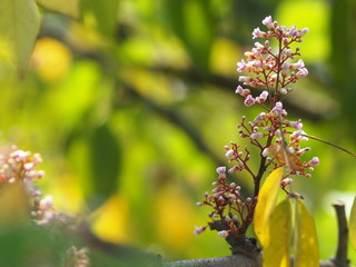 pink flower Averrhoa carambola star fruit Magnoliophyta