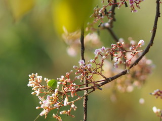 pink flower Averrhoa carambola star fruit Magnoliophyta