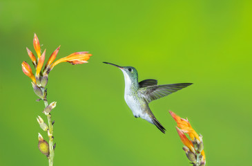  Female Booted Racket-tail Humming Bird (Ocreatus underwoodii), Tandayapa Area, Ecuador